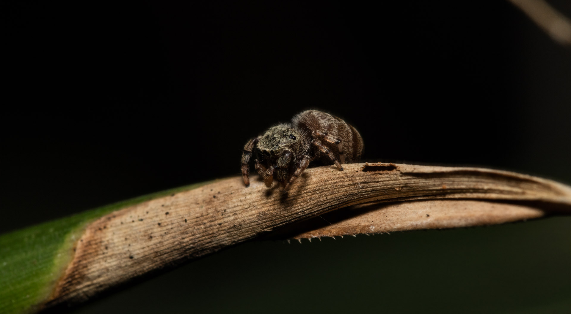 Jumping spider